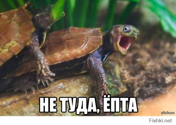 Картинки со смешными подписями