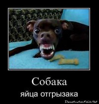Виды собак