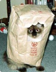 Отдохнем от политики и иностранщины... КотоПост!
