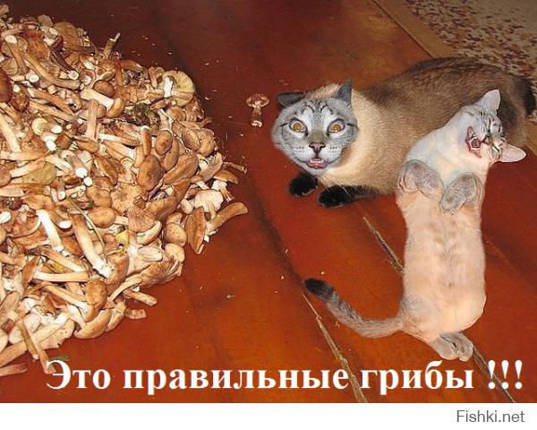 Картинки со смешными подписями