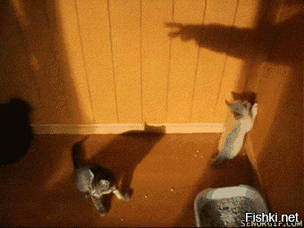 Коты:умные и не очень