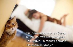 Прикольные картинки с комментариями