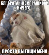 котики зачот!!!