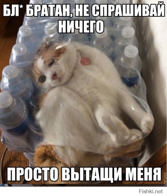 котики зачот!!!