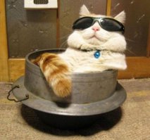А такого кота хотите вы?