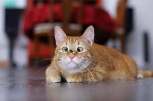 30 веселых фотографий с животными