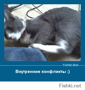 Смешные коты подборки