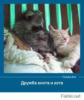 Смешные коты подборки
