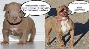 Собаки для поднятия настроения