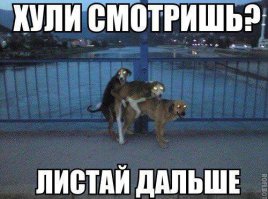 жил-был пёс