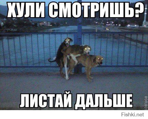 жил-был пёс