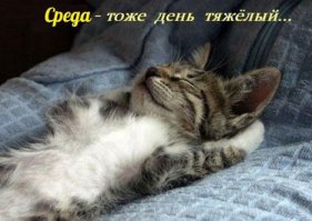 Смешные коты подборки