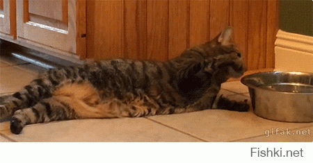 Смешные коты подборки