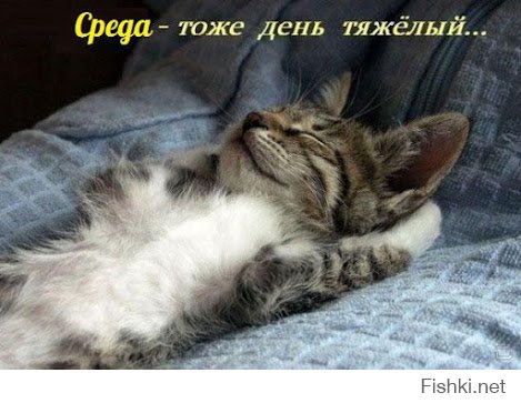 Смешные коты подборки