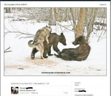 Судя по тому, в каком а-уе Балу - это действительно последний промах Акеллы.