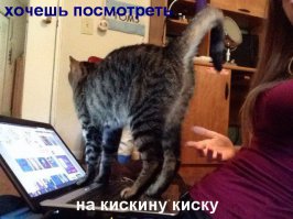 Картинки со смешными подписями