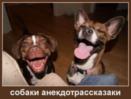 Смешные картинки из надписями