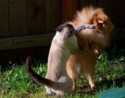 Ставлю на кота!