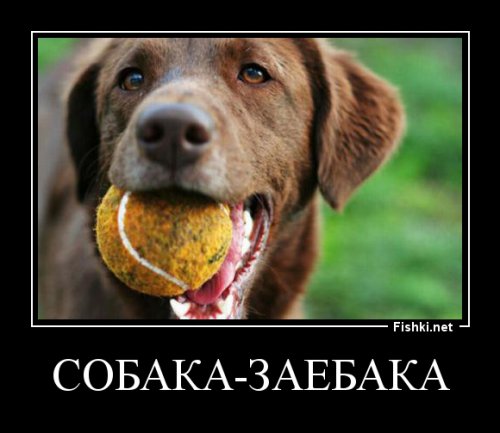 Виды собак