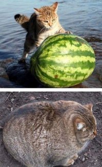 Проглотил целиком?