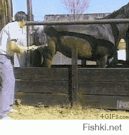 Гифки дня