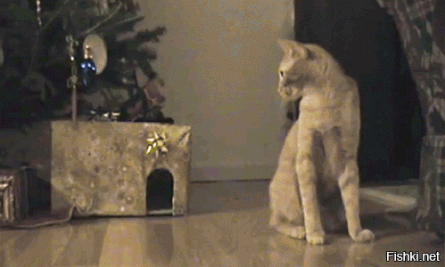 Веселые котэ