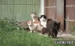 Веселые котэ