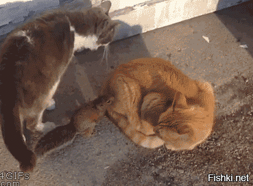 Веселые котэ