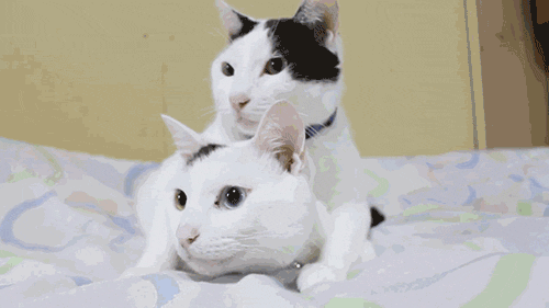 Гифки дня