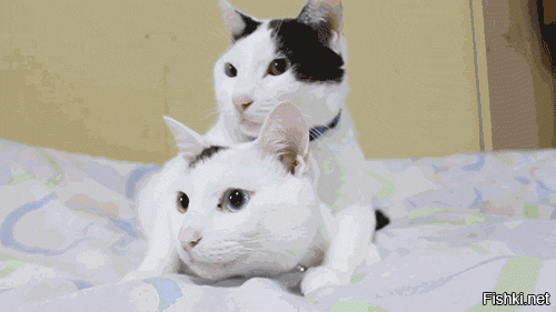Гифки дня