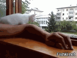 Гифки дня