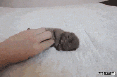 Коты:умные и не очень