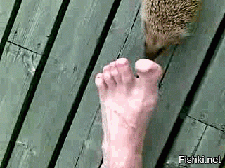 Гифки дня