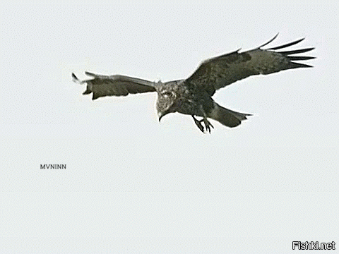 Гифки дня