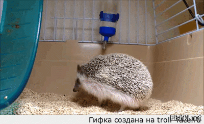 Гифки дня