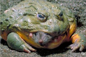Фото милых мышат