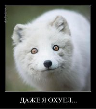 Чудики из социальных сетей
