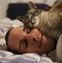 Спящие котейки