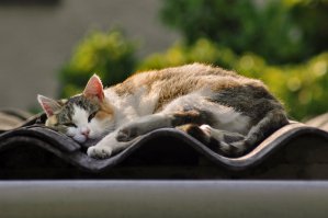 Спящие котейки