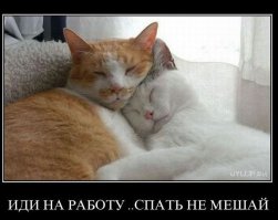 Спящие котейки
