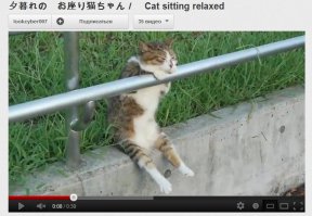 Спящие котейки