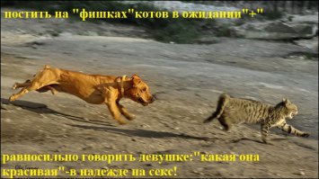 Отдохнем от политики и иностранщины... КотоПост!