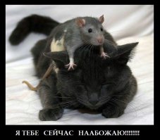 Фото милых мышат