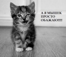 Фото милых мышат