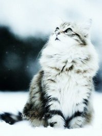 зимние морозные коты