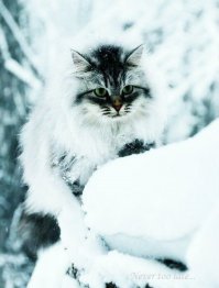зимние морозные коты