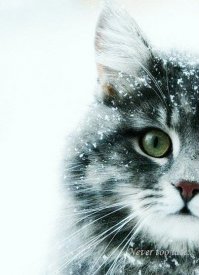 зимние морозные коты