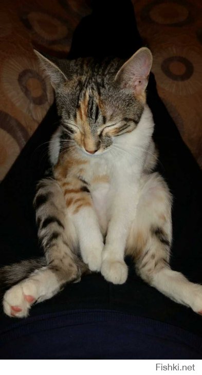 Котейки которые сидят