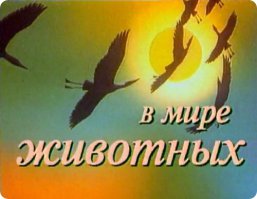 Дроздов — царь зверей!