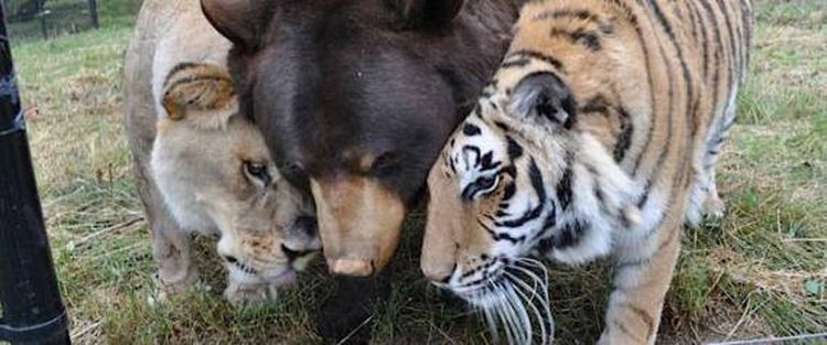 How An Abused Lion, Tiger And Bear Became An Unlikely Family 